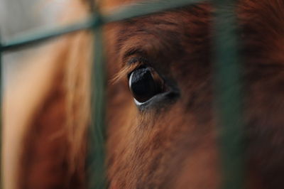 Close-up of horse eye