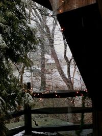 Low angle view of trees