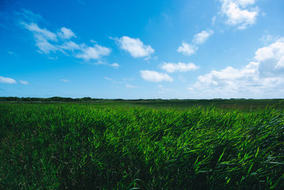 Scenic view of agricultural field against sky