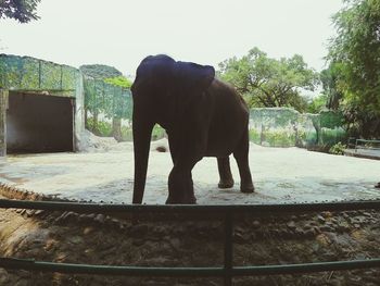 Horse standing in a field