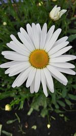 Close-up of white flower blooming outdoors