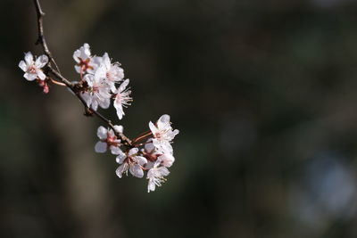 Close-up of cherry blossoms in spring