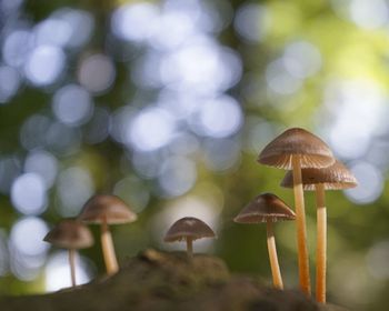 Close-up of mushroom growing in forest