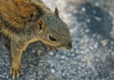 Close-up of squirrel