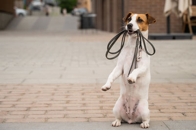 High angle view of puppy sitting on footpath