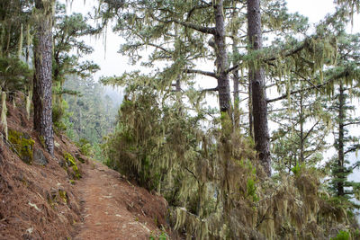 Trees growing in forest