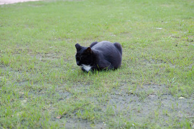 Black puppy on field