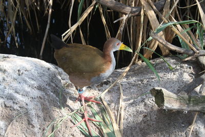 Close-up of bird perching on ground