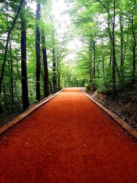 Empty road along trees in forest