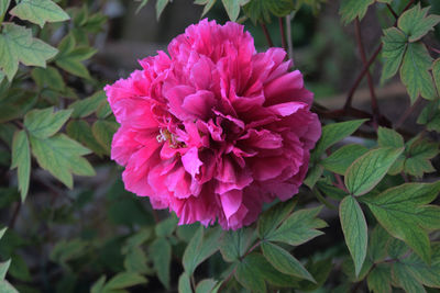 Close-up of pink flowers