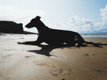 Full length of a dog on beach