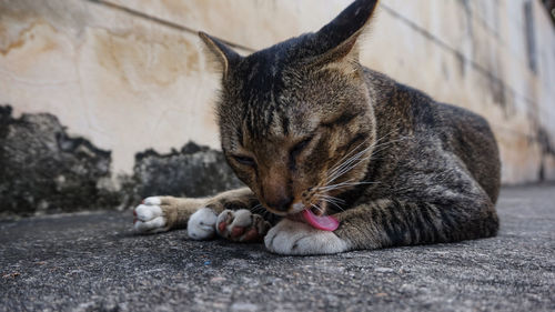 Close-up of a cat resting