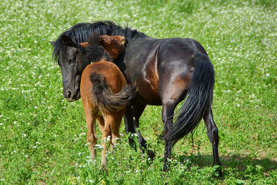 Horse standing on field