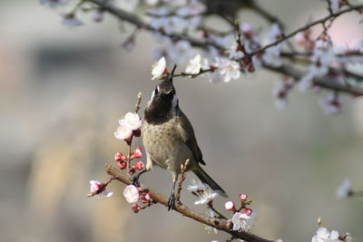 Cherry blossoms in spring