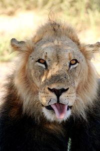 Close-up portrait of lion