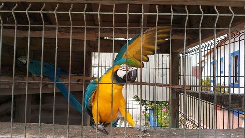 View of a bird perching in cage