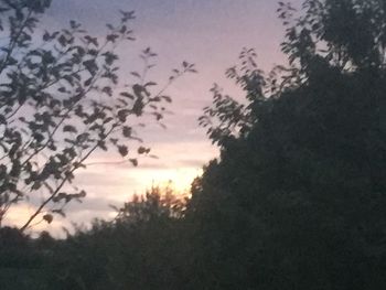 Low angle view of silhouette trees against sky at sunset