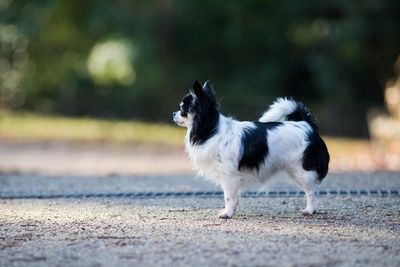 Side view of dog running on road