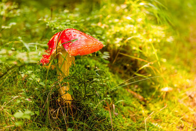 Close-up of red mushroom growing on field