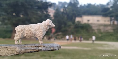 Side view of a horse on field