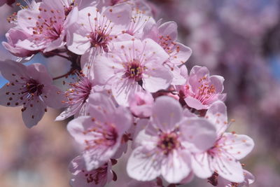 Close-up of pink cherry blossom