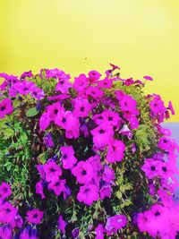 Close-up of purple flowers blooming outdoors