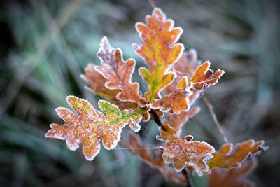 Close-up of maple leaves during autumn