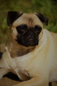 Close-up portrait of a dog