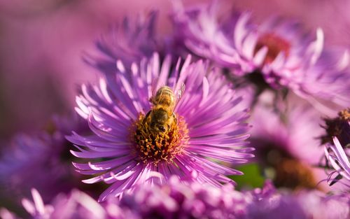 Close-up of bee pollinating on purple flower