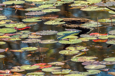 Lotus water lily in lake