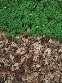 High angle view of grass