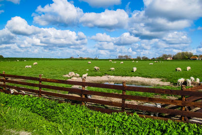 Sheep grazing on field against sky