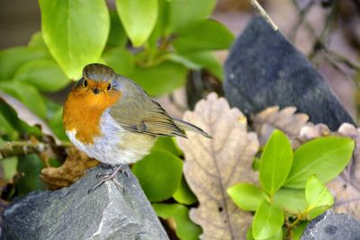 Close-up of a bird perching on branch