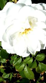 Close-up of white flowers