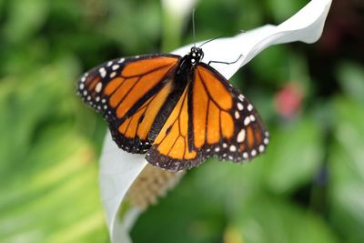 Close-up of butterfly on flower