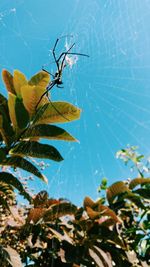 Close-up of spider web on plant against clear sky