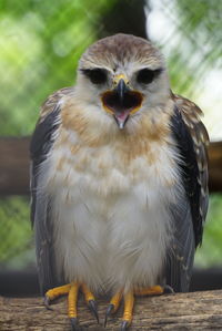 Close-up of ferruginous hawk perching on wood