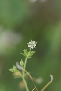 Close-up of small flowering plant