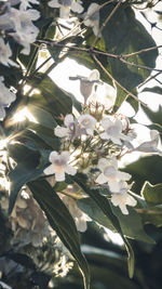 Close-up of white flowering plant