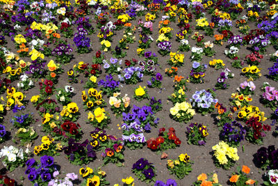 High angle view of colorful flowers growing in garden