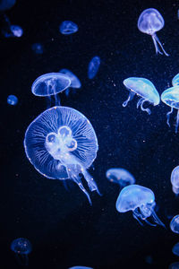 School of fish swimming in sea