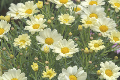 High angle view of white daisies