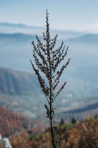 Close-up of plant on field against sky