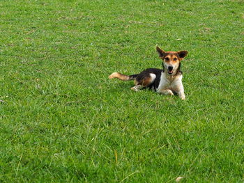 Portrait of dog on grassy field