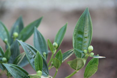 Close-up of succulent plant