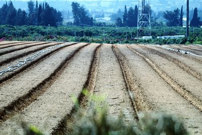 Scenic view of farm