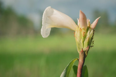 Close-up of flowering plant