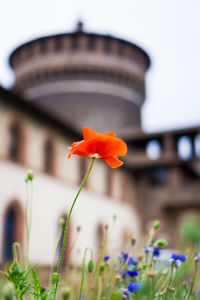 Close-up of flower blooming outdoors