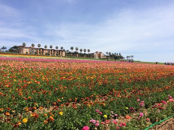 Flowers blooming in field