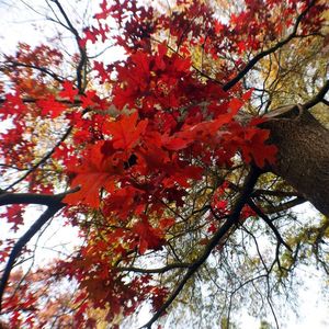 Low angle view of trees against sky